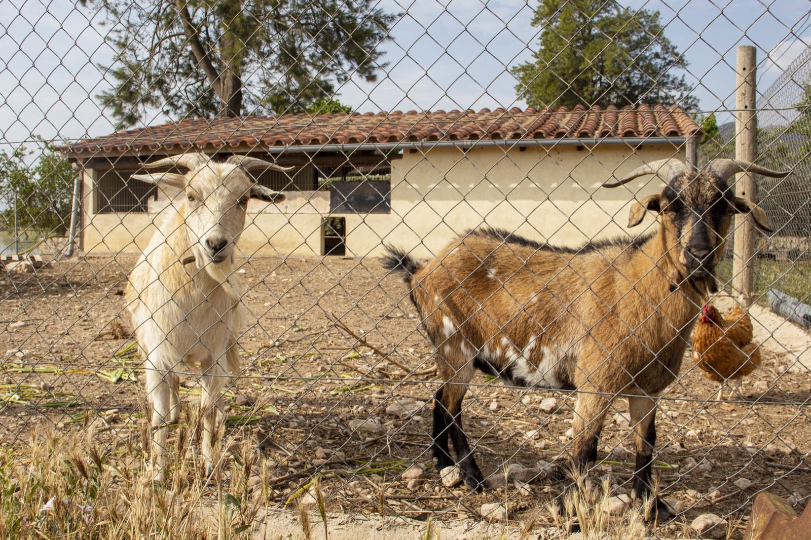 imatge del lavabo blau